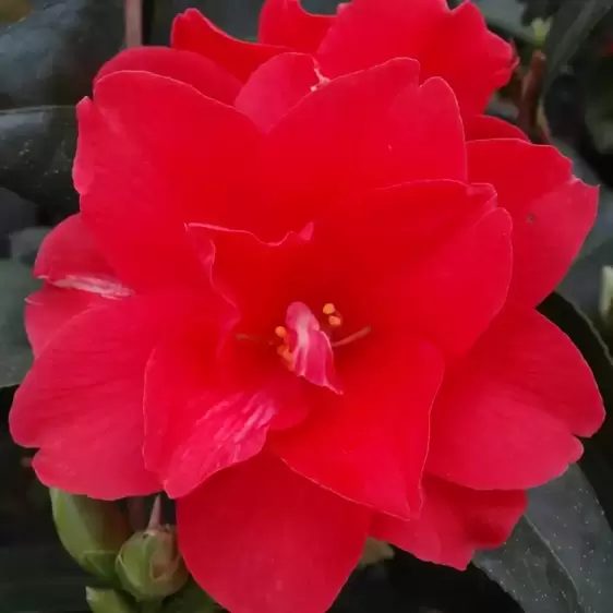 Camellia x williamsii 'Freedom Bell' 1.5L