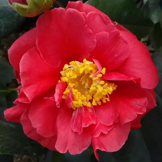 Camellia japonica 'Guilio Nuccio' 3L