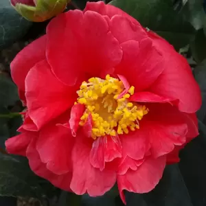 Camellia japonica 'Guilio Nuccio' 3L