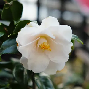 Camellia japonica 'Hagoromo'