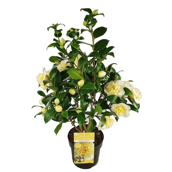 Camellia x williamsii 'Jury's Yellow' 3L - image 5