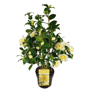 Camellia x williamsii 'Jury's Yellow' 3L - image 5