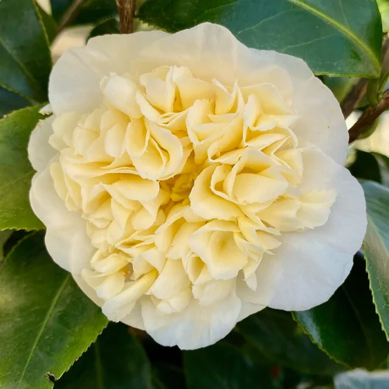 Camellia x williamsii 'Jury's Yellow' 3L - image 1