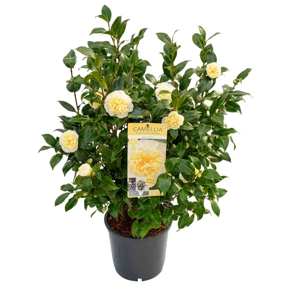 Camellia x williamsii 'Jury's Yellow' 6.5L - image 5