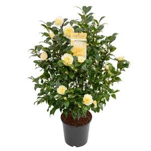 Camellia x williamsii 'Jury's Yellow' 10L - image 5