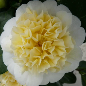 Camellia x williamsii 'Jury's Yellow' 3L - image 3