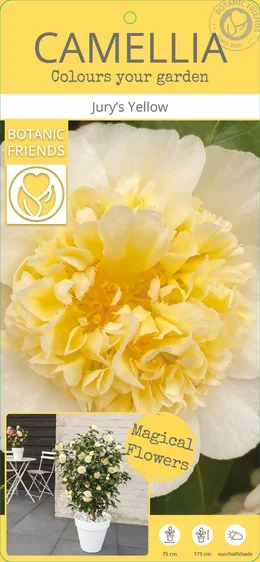 Camellia x williamsii 'Jury's Yellow' 3L - image 6