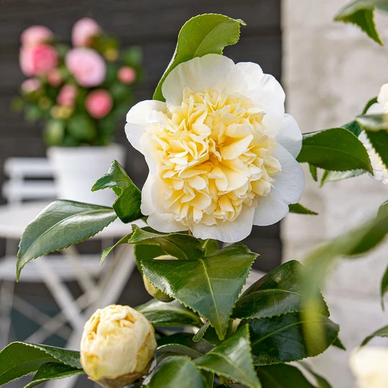 Camellia x williamsii 'Jury's Yellow' 6.5L