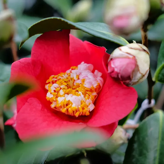 Camellia japonica 'Kumagai' - image 1