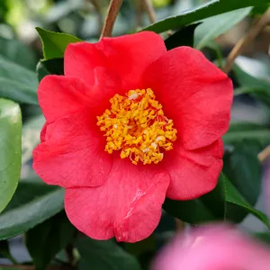 Camellia japonica 'Kumagai' - image 2