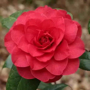 Picture Credit - Jim's Camellias