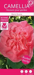 Camellia japonica 'Marie Bracey' 6.5L - image 2