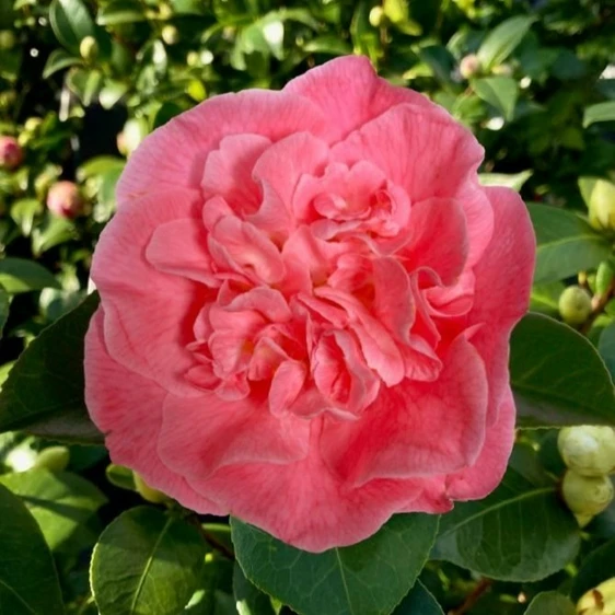 Camellia japonica 'Marie Bracey' 6.5L - image 1