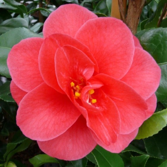 Camellia reticulata 'Mary Williams' 14cm - image 2