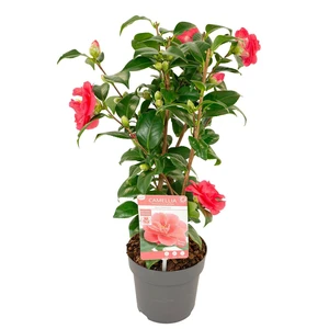 Camellia reticulata 'Mary Williams' 14cm - image 3