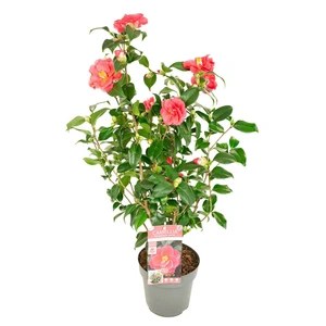 Camellia reticulata 'Mary Williams' 3L - image 3