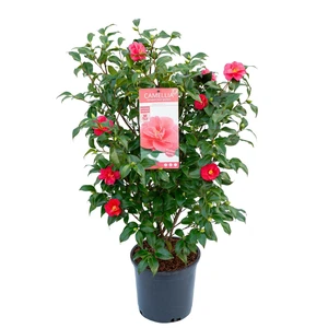 Camellia reticulata 'Mary Williams' 10L - image 3