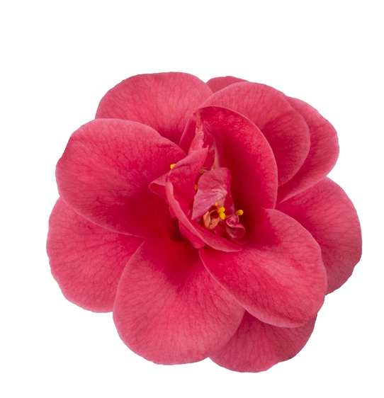 Camellia reticulata 'Mary Williams' 14cm - image 1