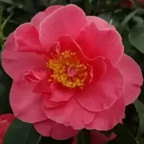 Camellia japonica 'Mrs Swan' 3L