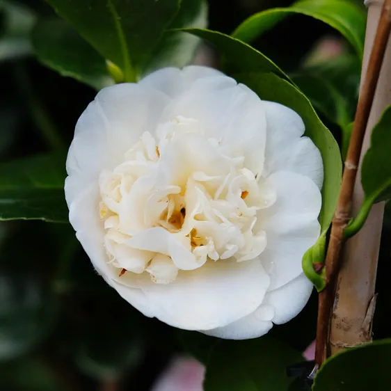 Camellia japonica 'Nobilissima' 1.5L