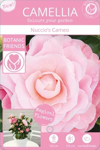 Camellia japonica 'Nuccio's Cameo' 1.5L - image 3