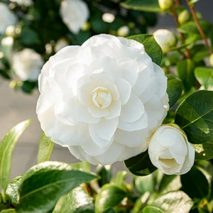 Camellia japonica 'Nuccio's Gem' 3L - image 1