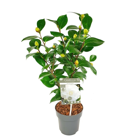 Camellia japonica 'Nuccio's Gem' 1.5L - image 3