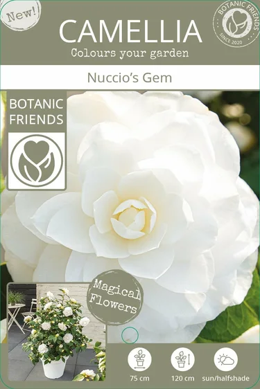 Camellia japonica 'Nuccio's Gem' 3L - image 4