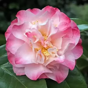 Picture Credit - Jim's Camellias