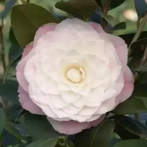 Camellia japonica 'Nuccio's Pearl' 3L - image 2