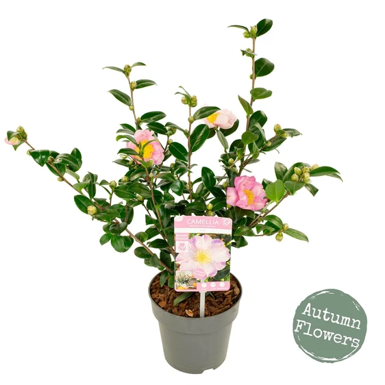 Camellia sasanqua 'Pink' - image 3