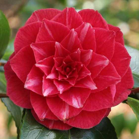 Picture Credit - Jim's Camellias