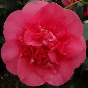 Camellia japonica 'R. L. Wheeler' 3L