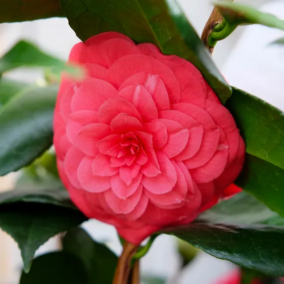 Camellia japonica 'Rosa Baroveira Nella' 4L