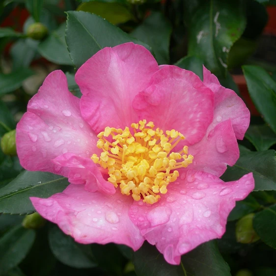 Camellia sasanqua 'Pink' - image 1