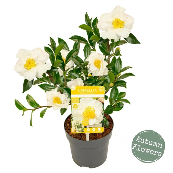 Camellia sasanqua 'White' - image 2