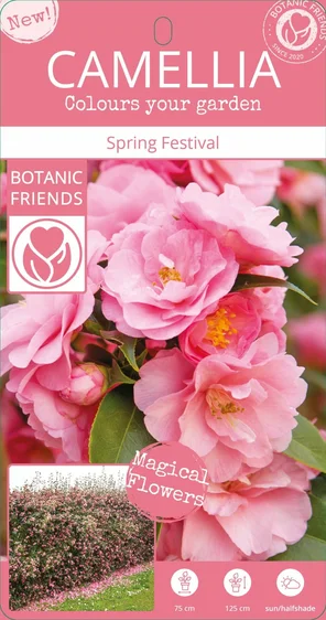 Camellia hybrid 'Spring Festival' 3L - image 4