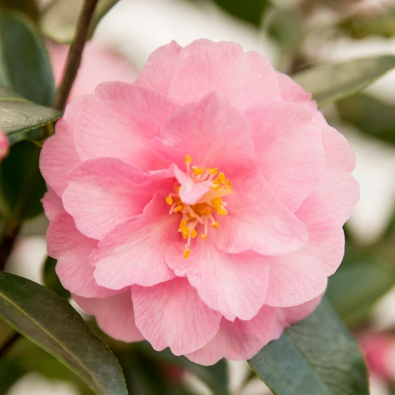 Camellia hybrid 'Spring Festival' 3L - image 1