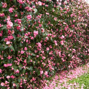 Camellia hybrid 'Spring Festival' 3L - image 2