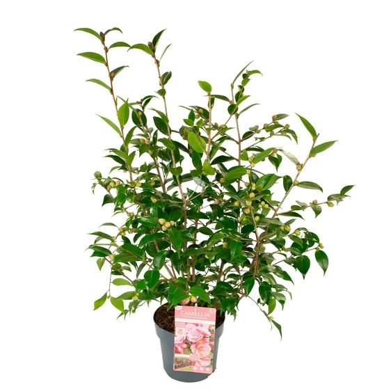 Camellia hybrid 'Spring Festival' 3L - image 3