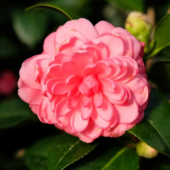 Camellia japonica 'Spring Formal'