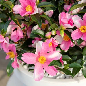 Camellia japonica 'Strawberry Swirl' - image 3