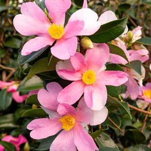 Camellia japonica 'Strawberry Swirl' - image 1