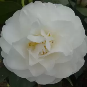 Camellia japonica 'Swan Lake' 3L