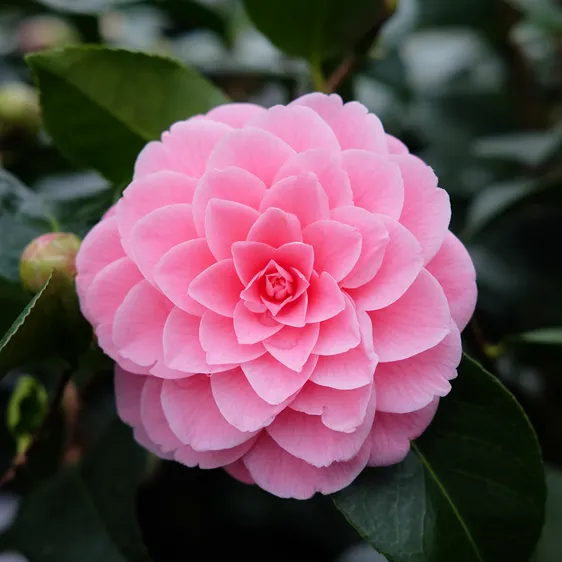 Camellia japonica 'Tiffany'