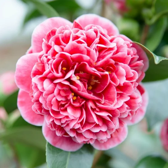 Camellia japonica 'Volunteer' 1.5L - image 1