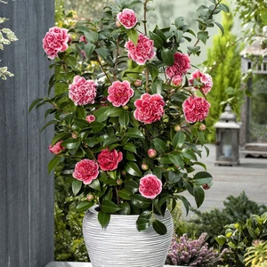 Camellia japonica 'Volunteer' 1.5L - image 6