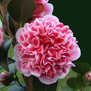 Camellia japonica 'Volunteer' 1.5L - image 2