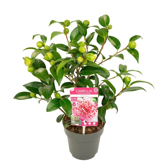 Camellia japonica 'Volunteer' 1.5L - image 7