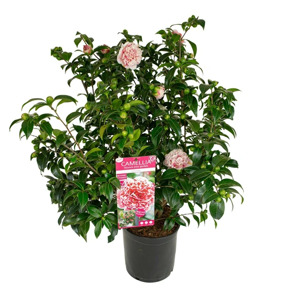 Camellia japonica 'Volunteer' 10L - image 7